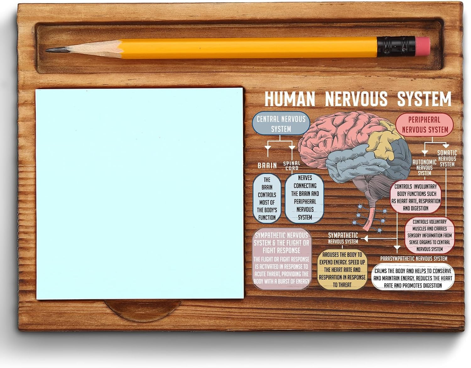 The Human Nervous System Brain Sticky Note Holder, Fight or Flight Response CBT DBT EMDR Psychologist School Counselor Therapy Office Decor Self-Stick Note Pad Holders ZSS48